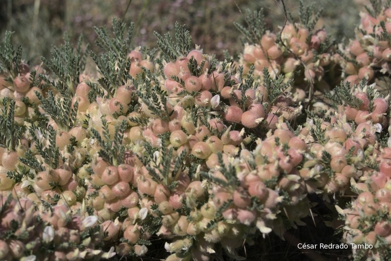 Astragalus clusianus
