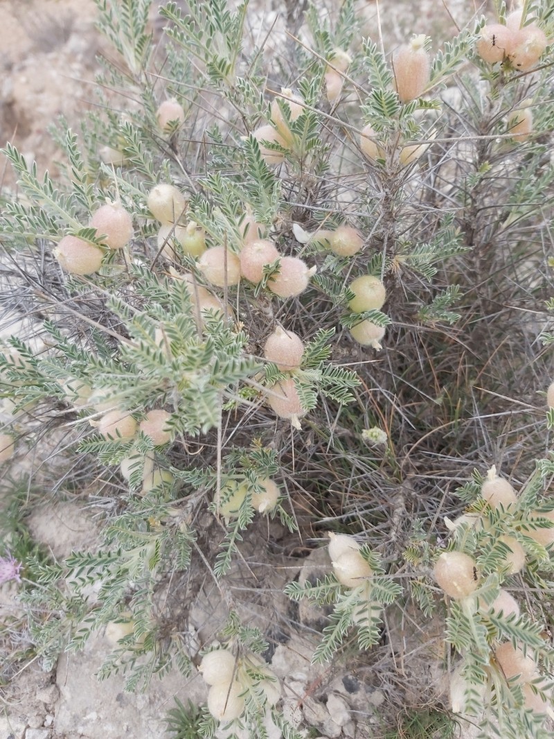 Astragalus clusianus photo 2