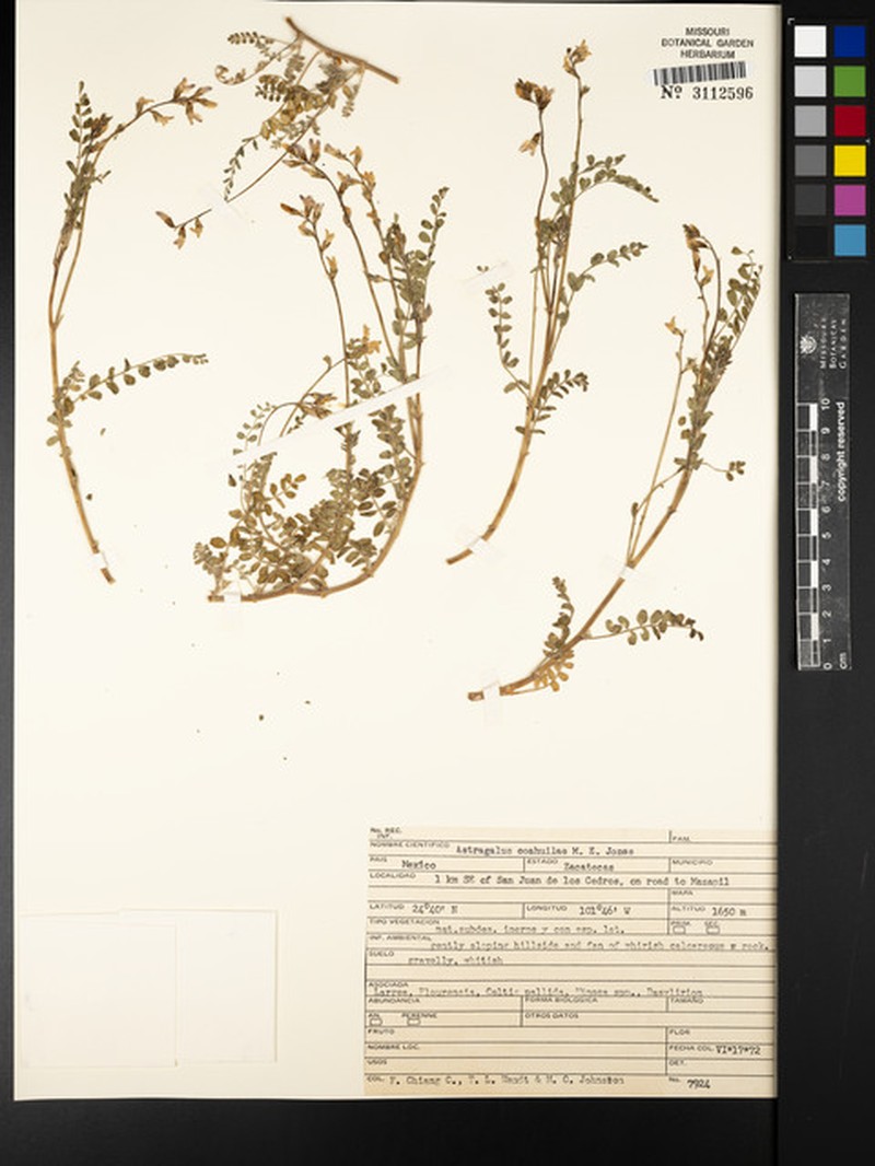 Astragalus coahuilae