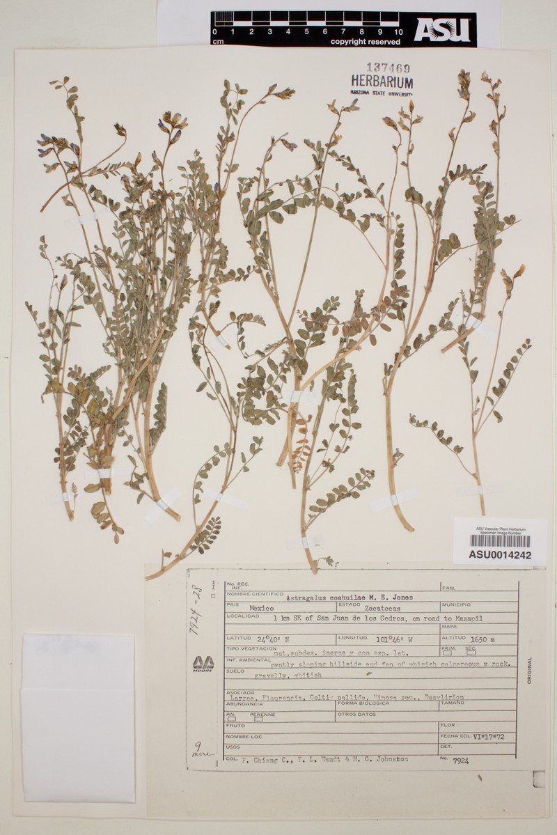 Astragalus coahuilae