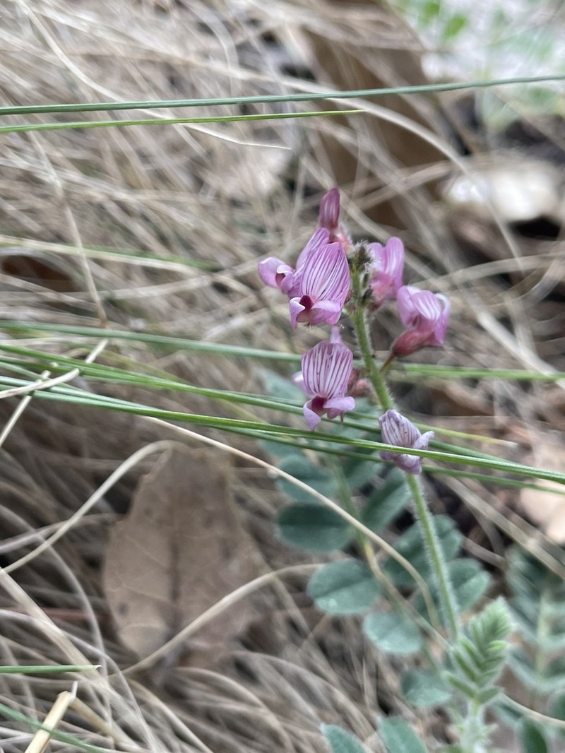 Copper Mine Milkvetch