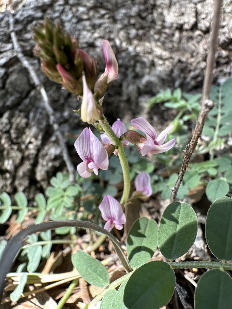 Copper Mine Milkvetch photo 3