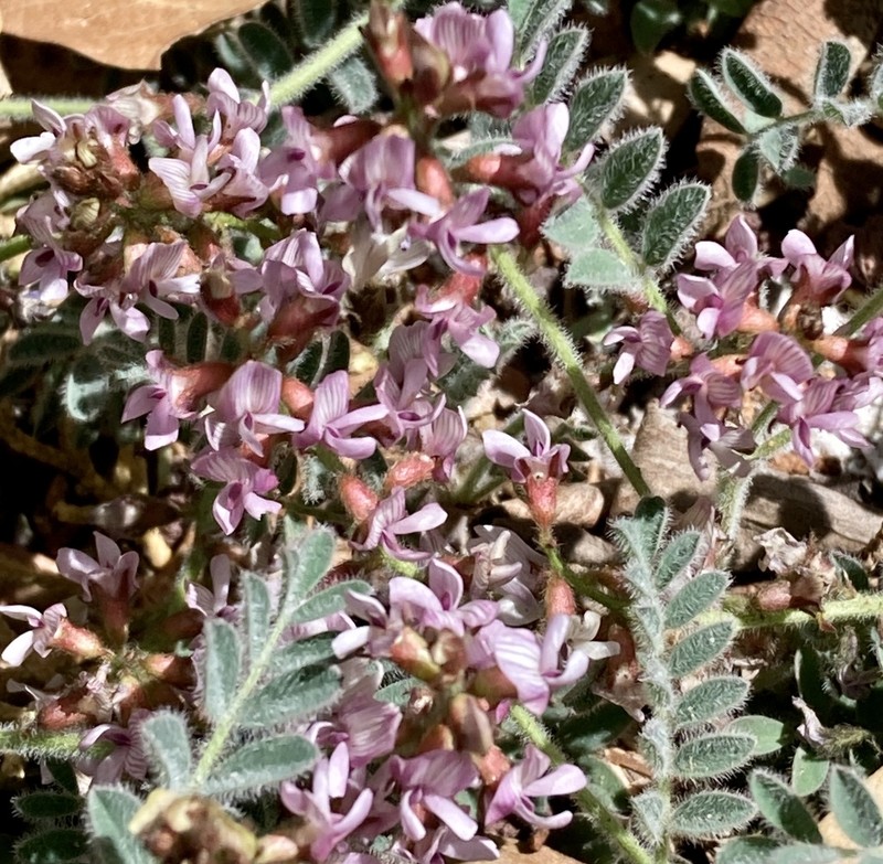Copper Mine Milkvetch photo 4