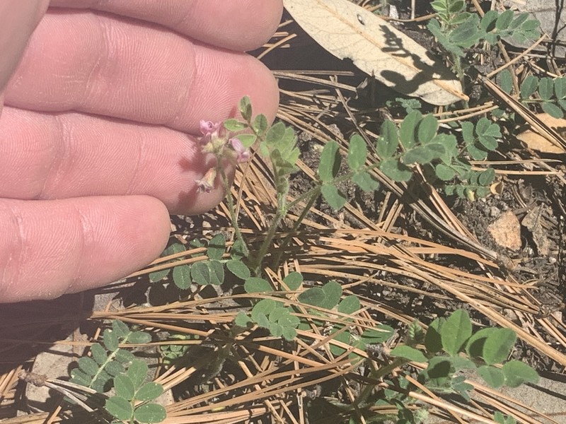 Copper Mine Milkvetch photo 5