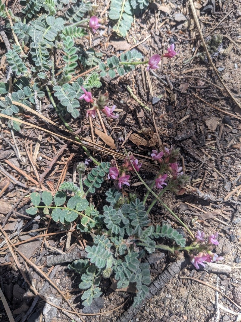 Copper Mine Milkvetch photo 6