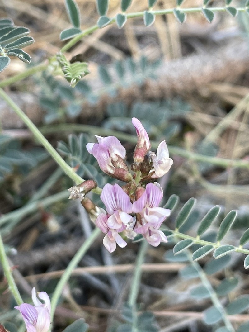 Copper Mine Milkvetch photo 7