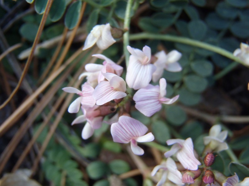 Copper Mine Milkvetch photo 8