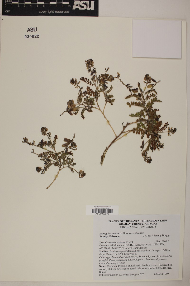 Astragalus cobrensis var. cobrensis