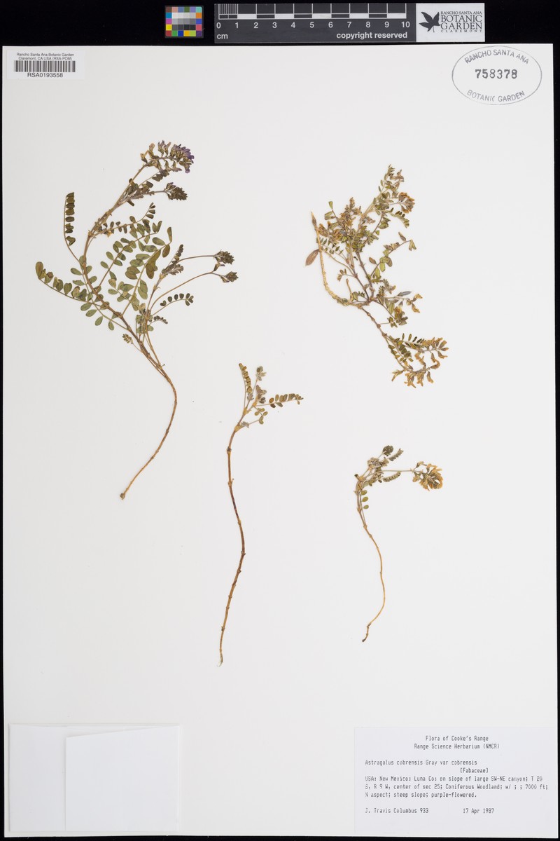 Astragalus cobrensis var. cobrensis photo 2