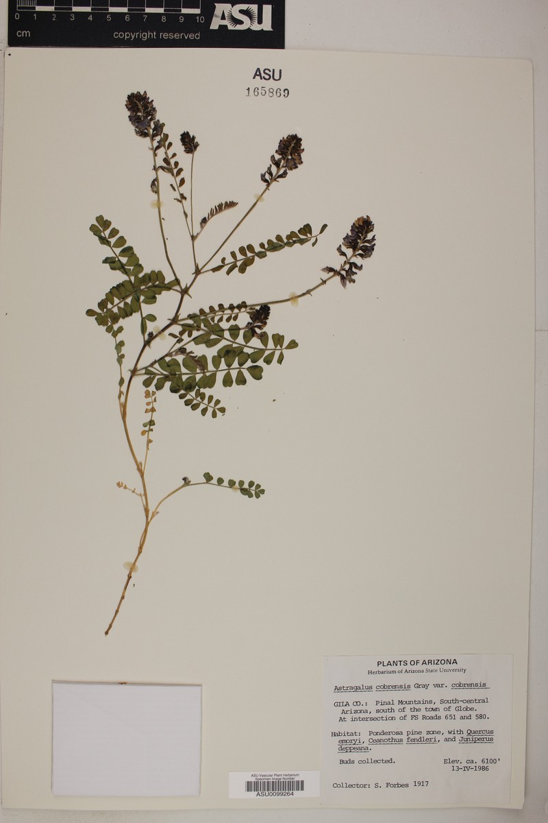 Astragalus cobrensis var. cobrensis photo 3