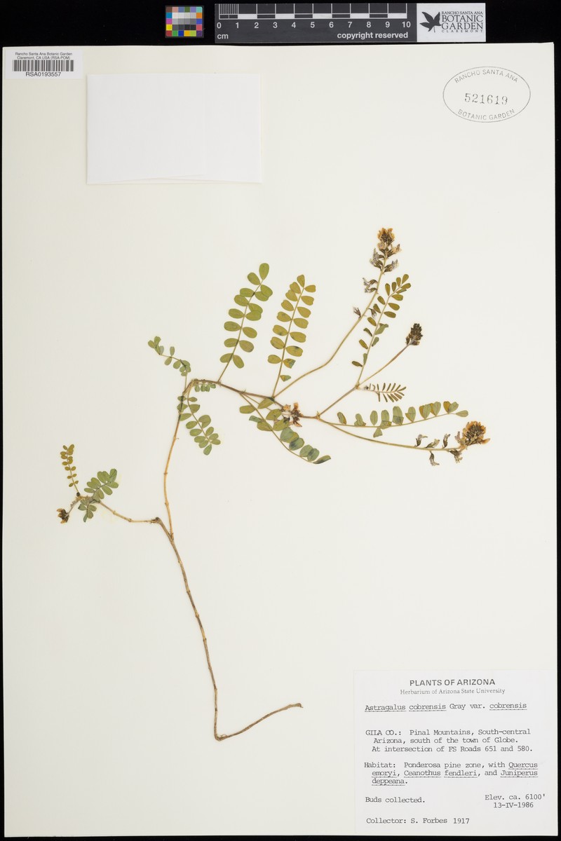 Astragalus cobrensis var. cobrensis photo 4