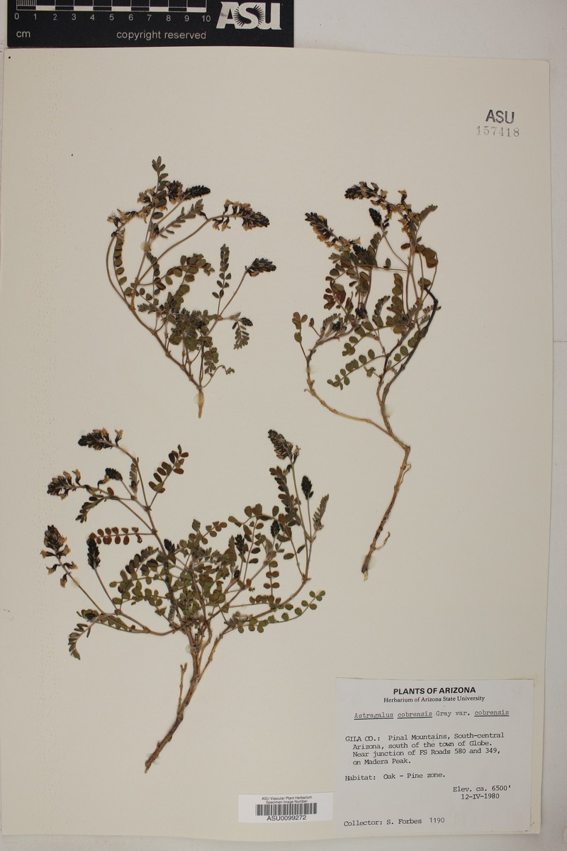 Astragalus cobrensis var. cobrensis photo 5