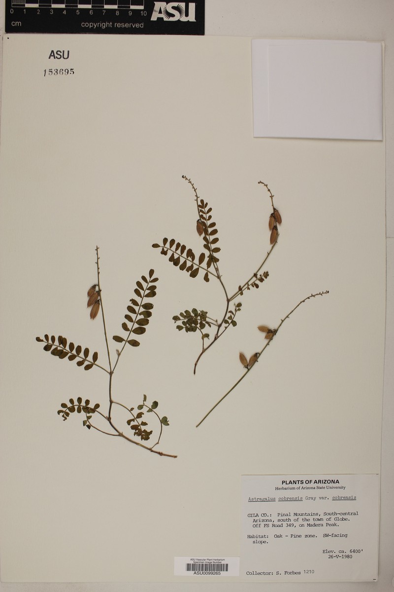 Astragalus cobrensis var. cobrensis photo 6