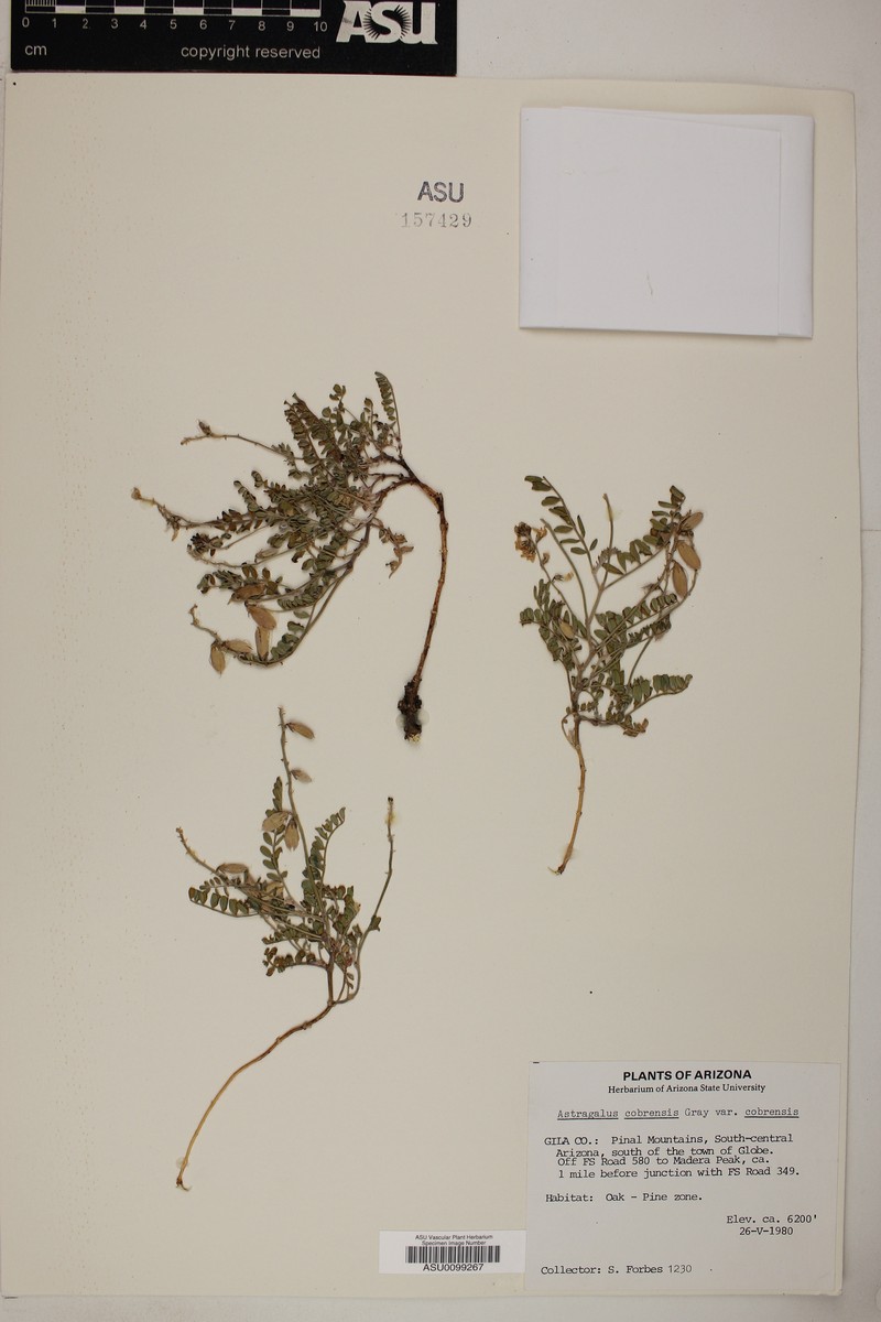 Astragalus cobrensis var. cobrensis photo 7