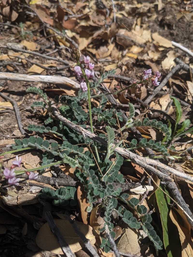 Astragalus cobrensis var. maguirei