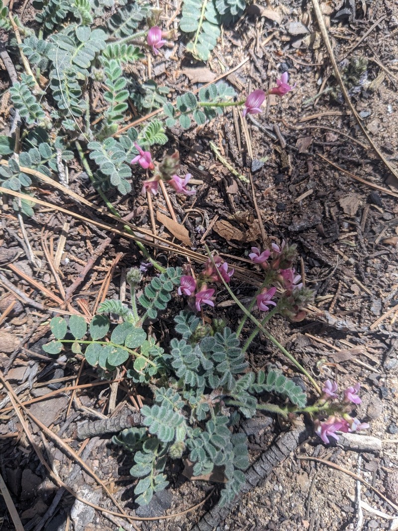 Astragalus cobrensis var. maguirei photo 2
