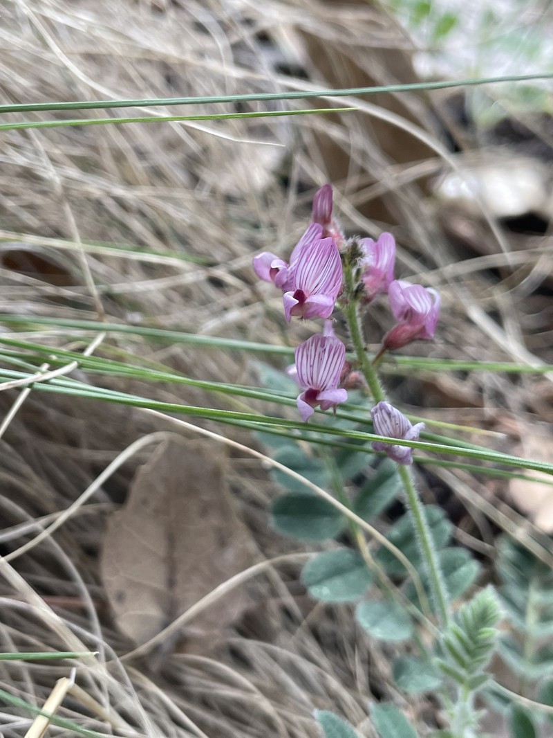 Astragalus cobrensis var. maguirei photo 3