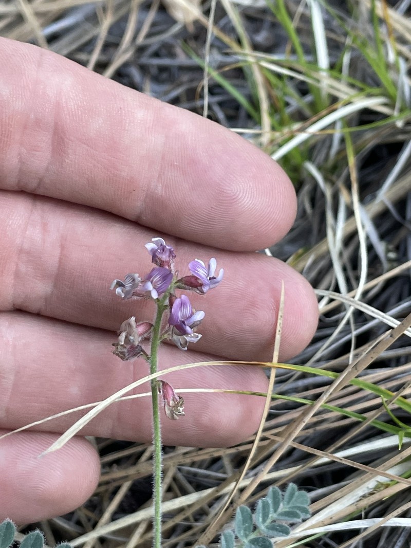 Astragalus cobrensis var. maguirei photo 4