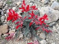 Scarlet Milkvetch