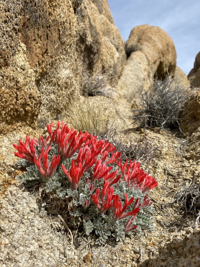 Scarlet Milkvetch photo 3