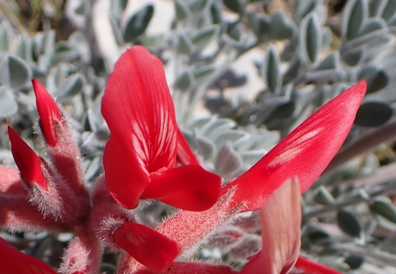 Scarlet Milkvetch photo 4