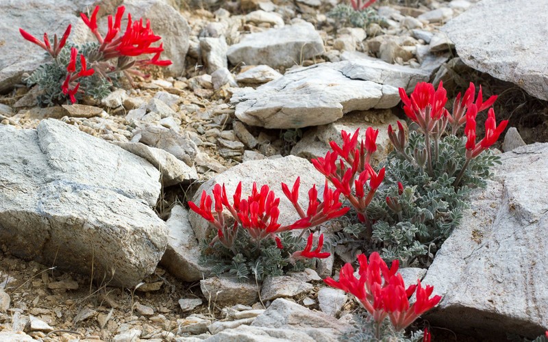 Scarlet Milkvetch photo 5