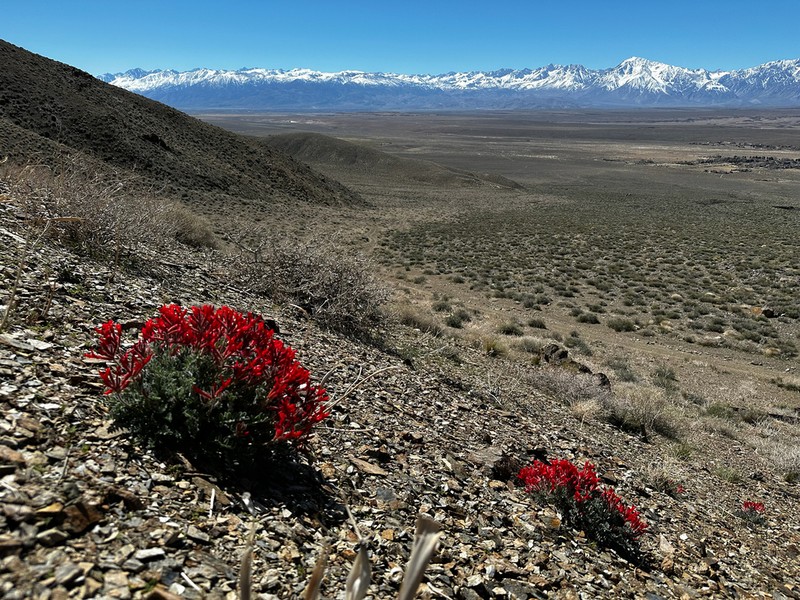 Scarlet Milkvetch photo 6
