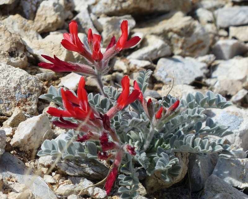 Scarlet Milkvetch photo 7