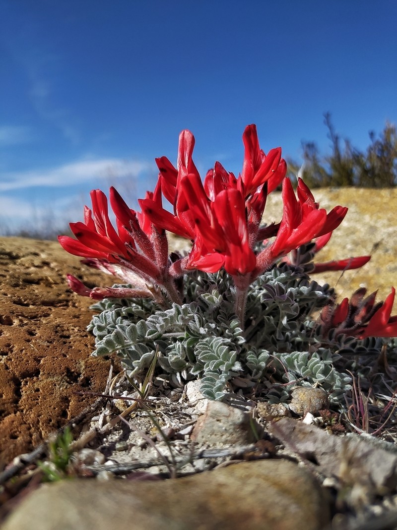 Scarlet Milkvetch photo 3