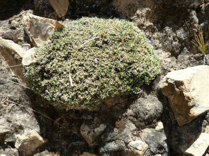 Astragalus cochabambensis photo 2