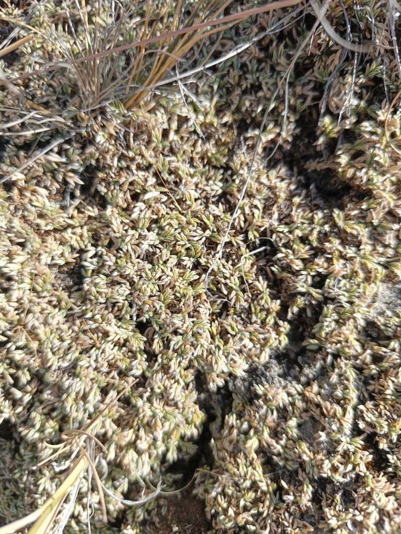 Astragalus cochabambensis photo 3