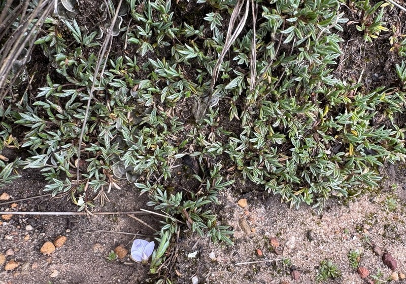 Astragalus cochabambensis