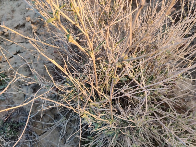 Astragalus cognatus