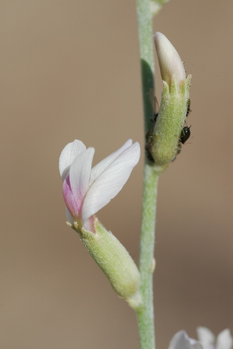 Astragalus cognatus photo 2