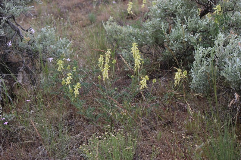 Hillside Milkvetch