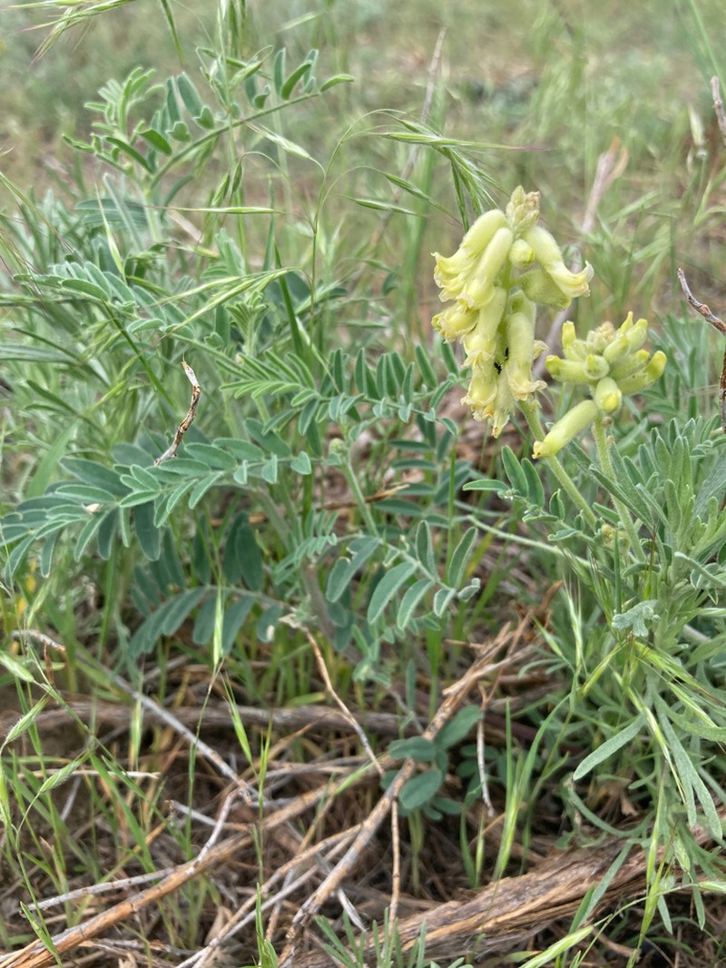 Hillside Milkvetch photo 2