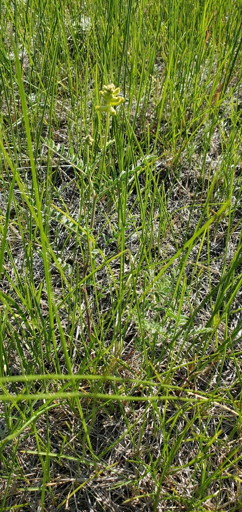Hillside Milkvetch photo 3