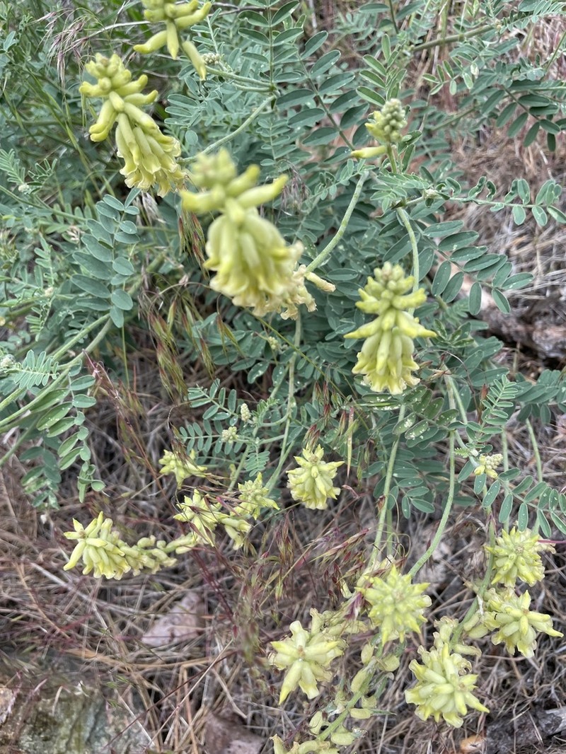 Hillside Milkvetch photo 4