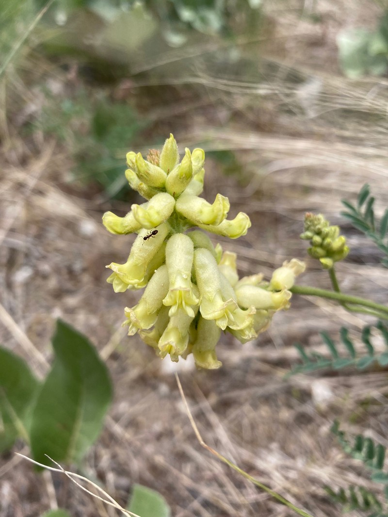 Hillside Milkvetch photo 5