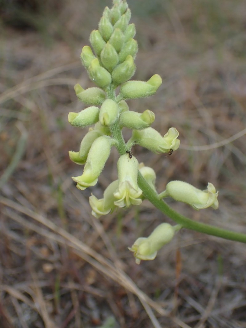 Hillside Milkvetch photo 6