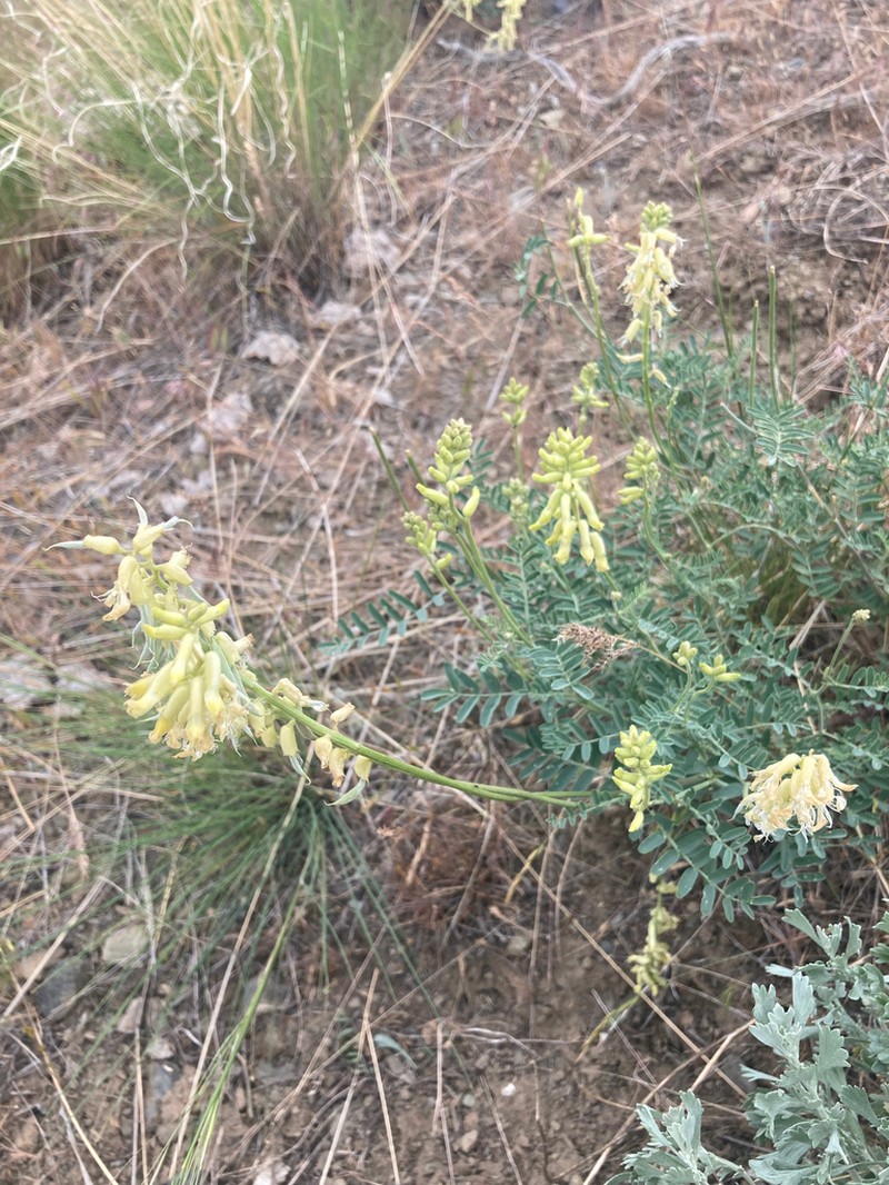 Hillside Milkvetch photo 7