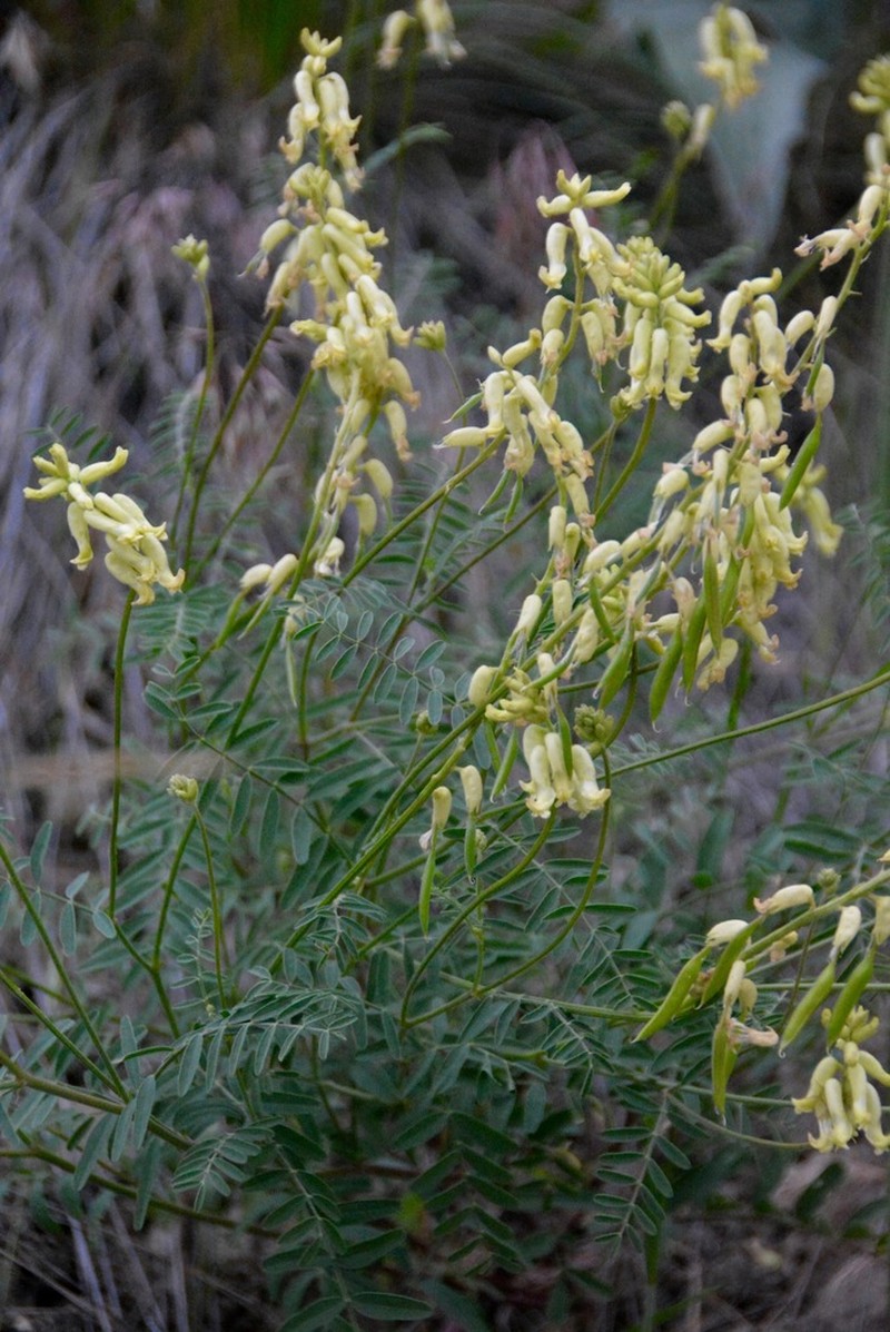 Hillside Milkvetch photo 8