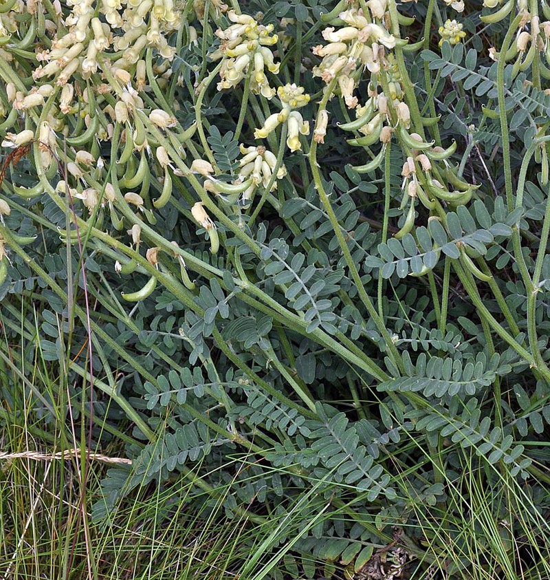 Astragalus collinus var. collinus