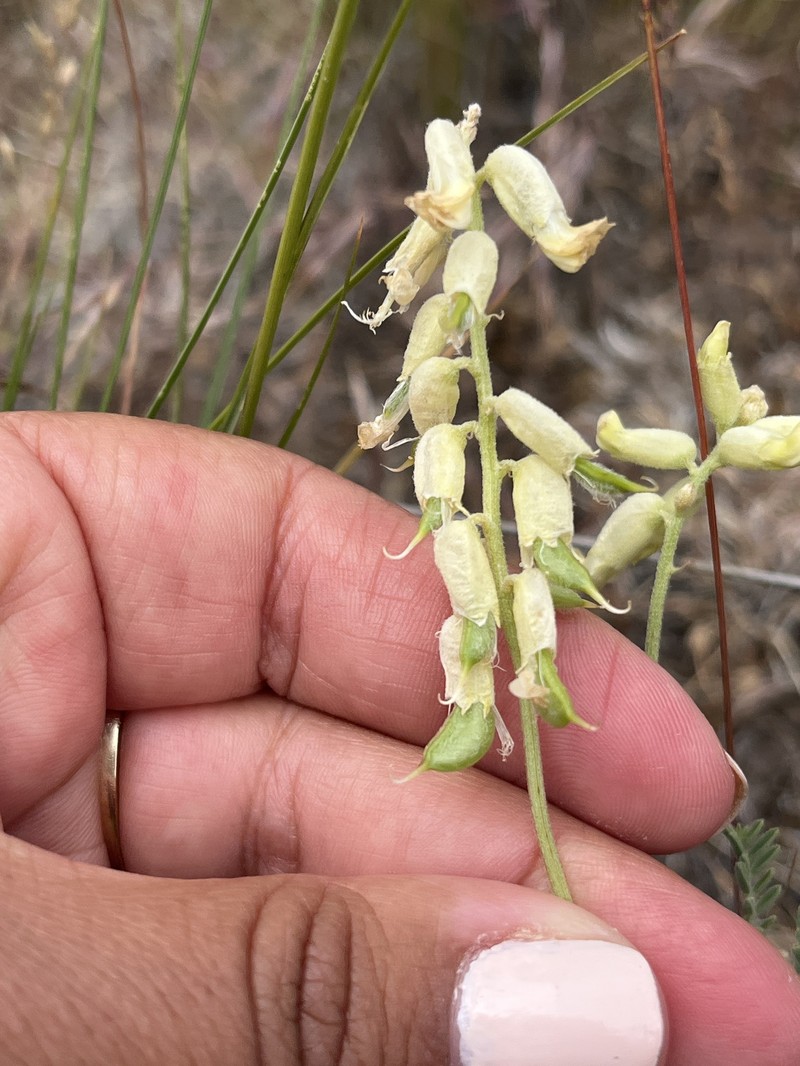 Astragalus collinus var. laurentii