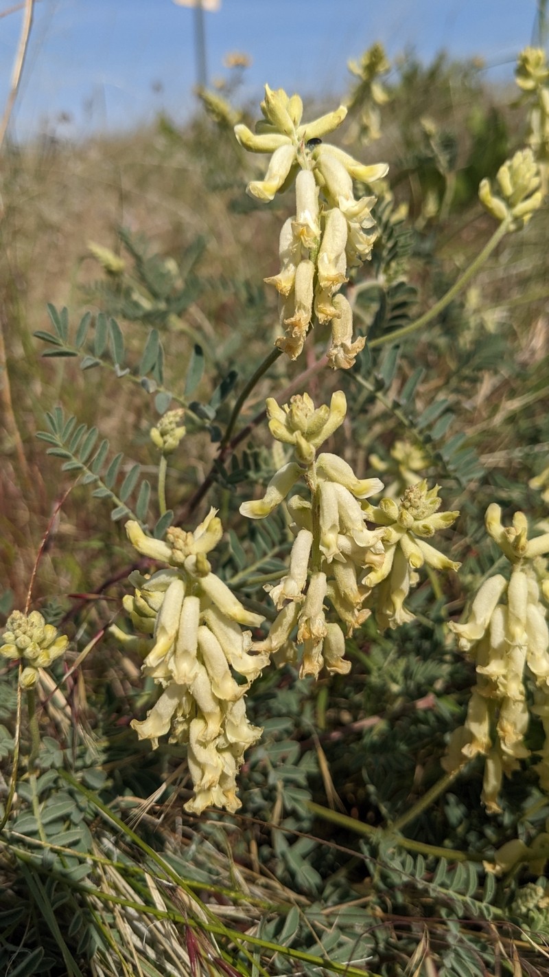Astragalus collinus var. laurentii photo 2