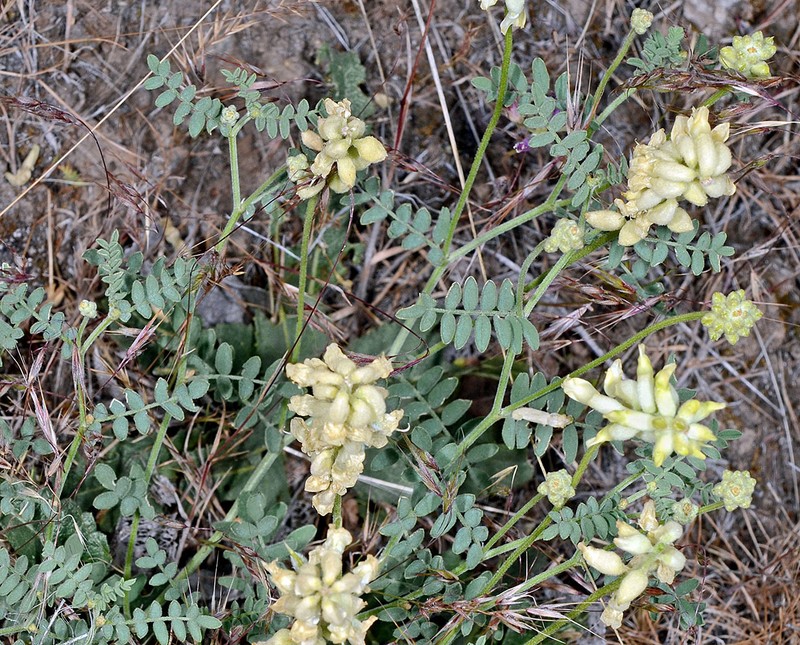 Astragalus collinus var. laurentii photo 3