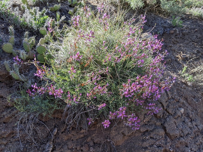 Colton's Milkvetch
