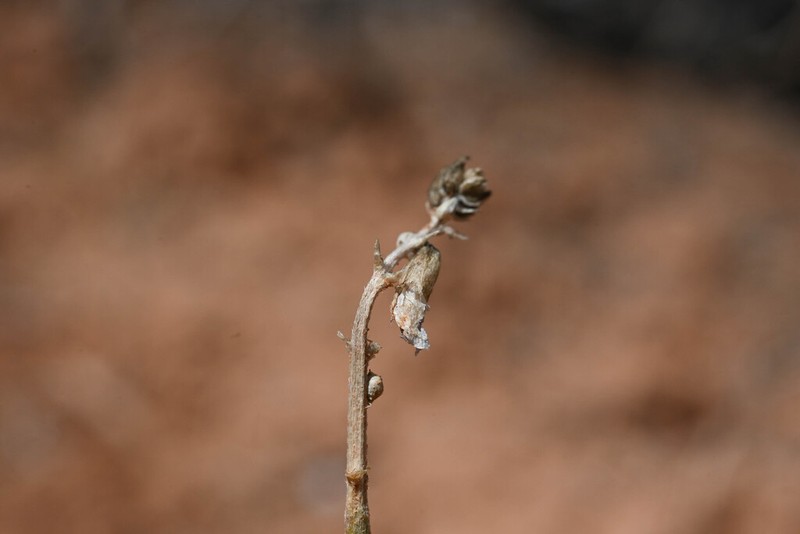 Colton's Milkvetch photo 2