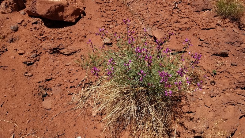 Colton's Milkvetch photo 4