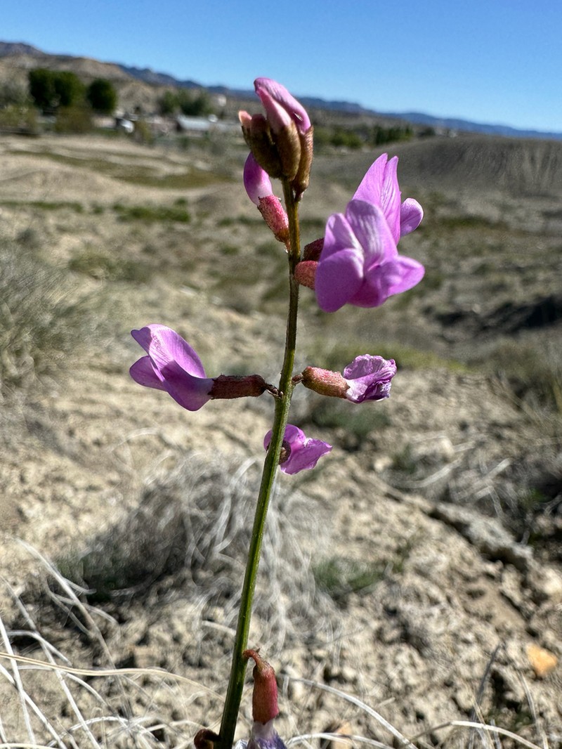 Colton's Milkvetch photo 5